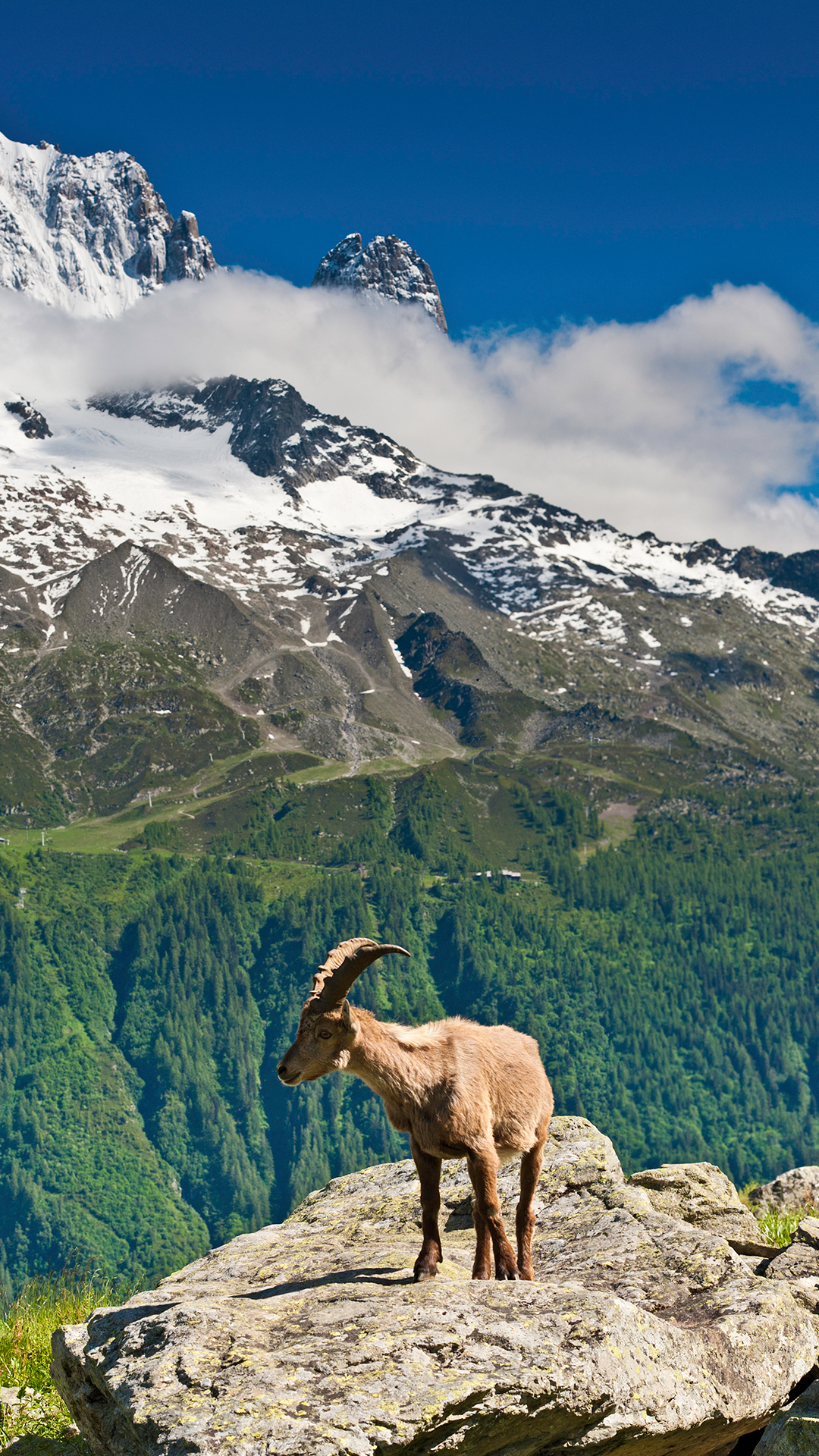Mountain and a Goat
