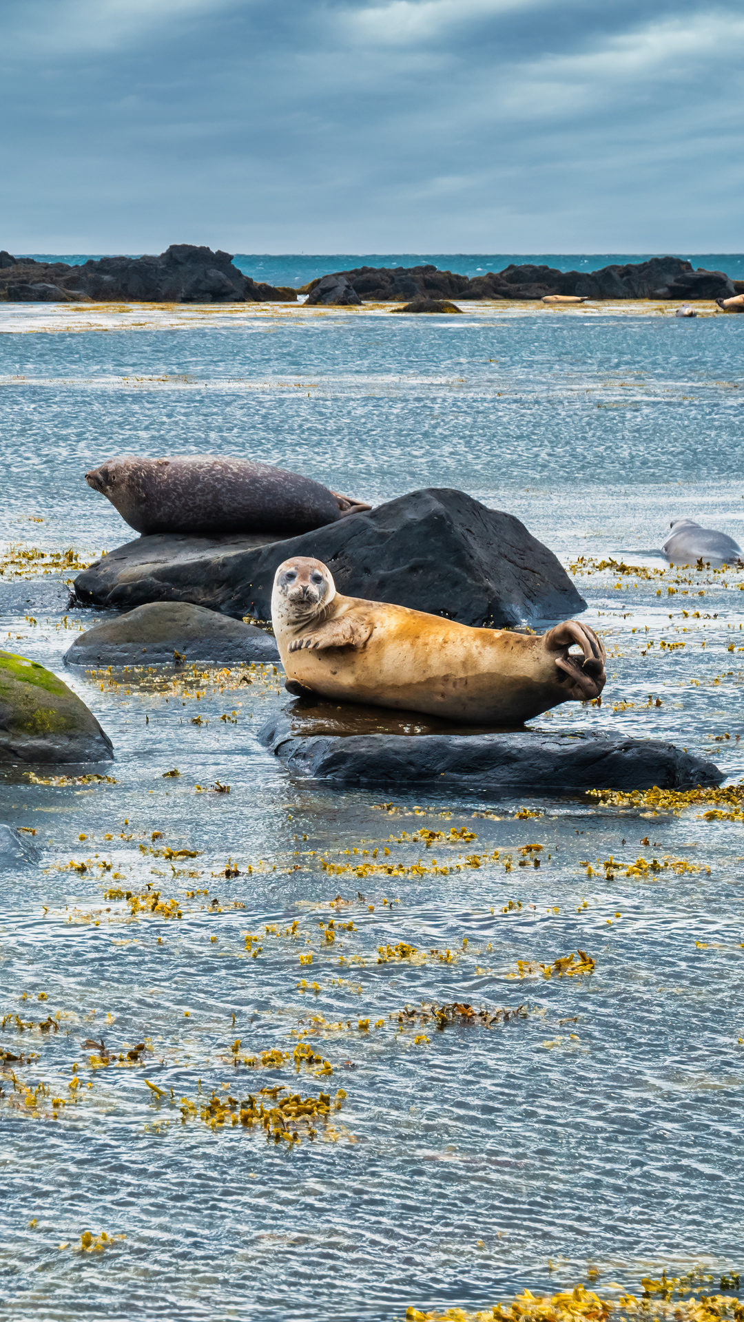 A Dolphin relaxing on Ocean Rocks
