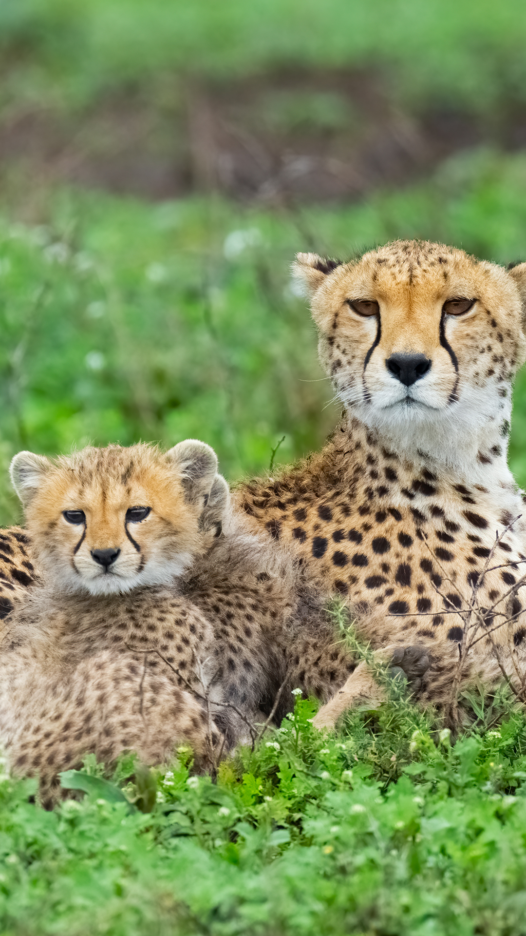 Cheetahs