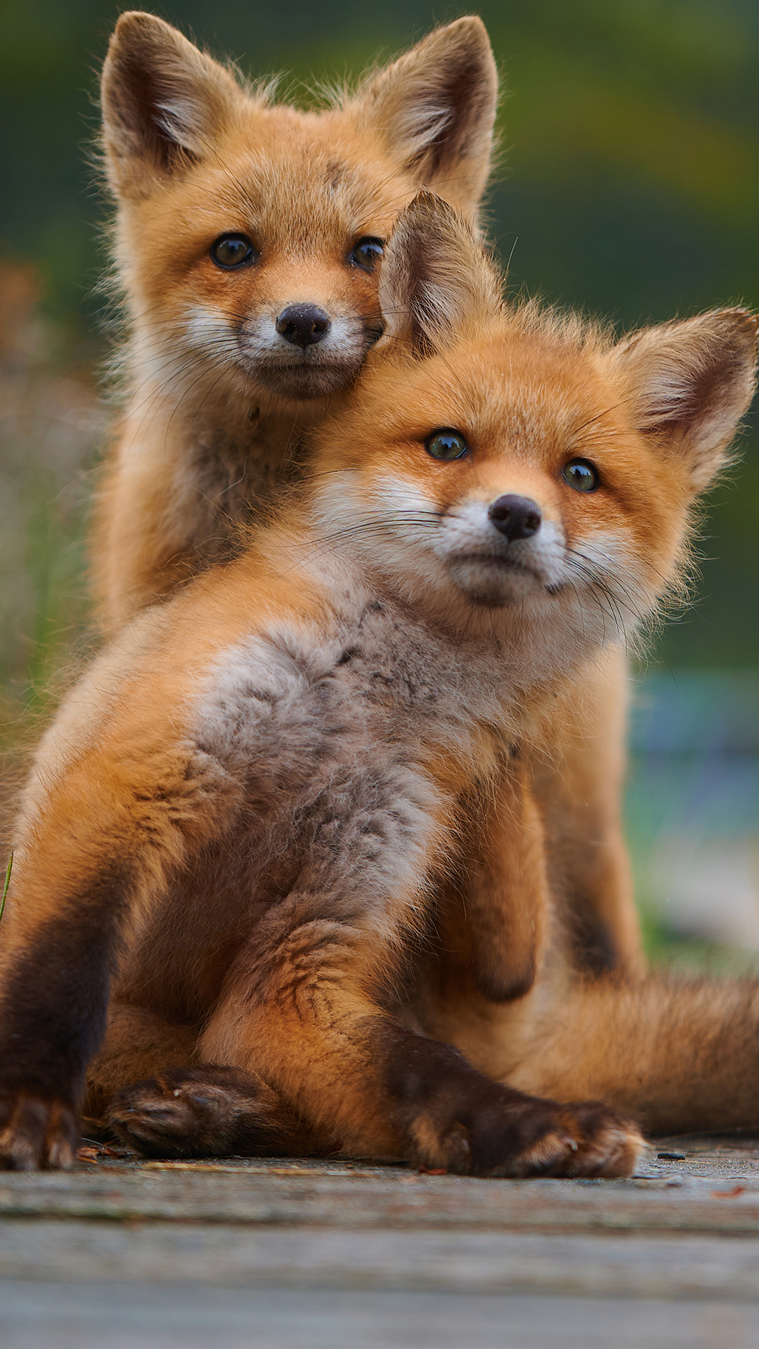 Red Foxes